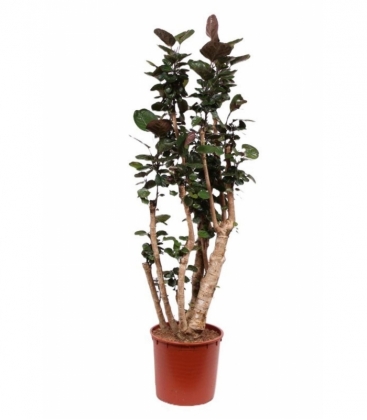 Polyscias