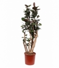 Polyscias