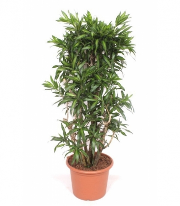 Dracaena