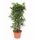 Dracaena