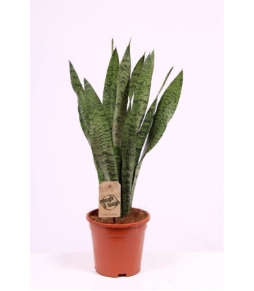 Sansevieria