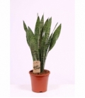 Sansevieria