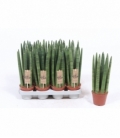 Sansevieria