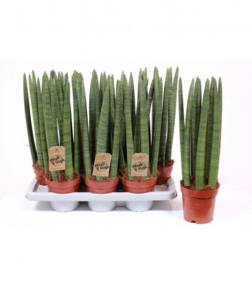 Sansevieria