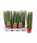 Sansevieria