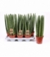 Sansevieria