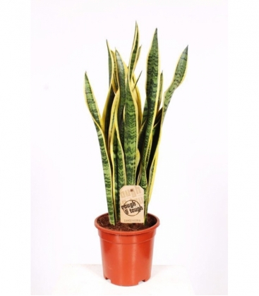 Sansevieria