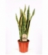 Sansevieria