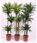 Dracaena