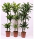 Dracaena