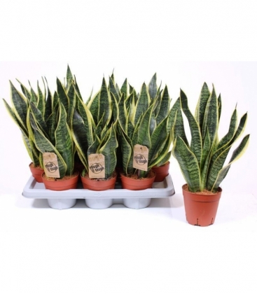 Sansevieria