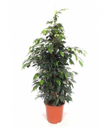 Ficus