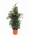 Ficus