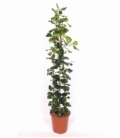 Ficus