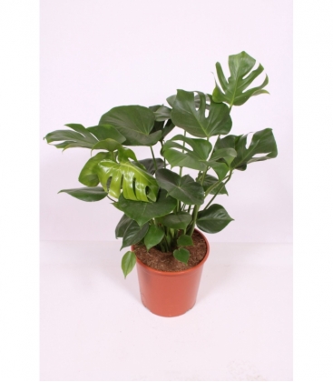 Monstera