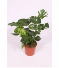 Monstera