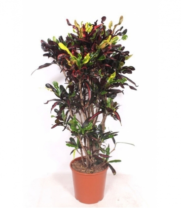 Codiaeum