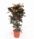 Codiaeum