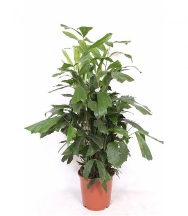 Caryota