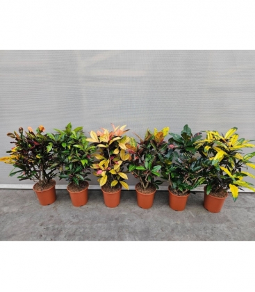 Codiaeum
