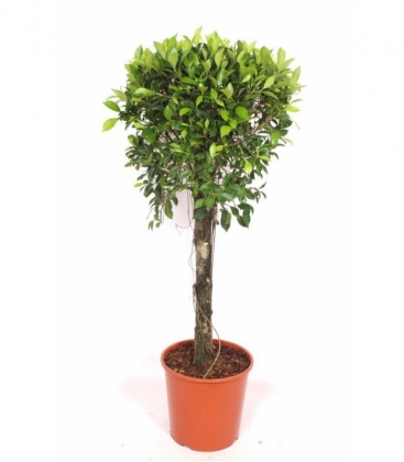 Ficus