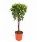 Ficus