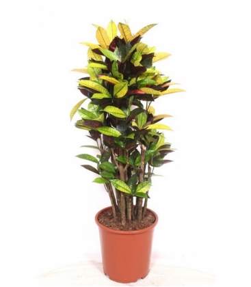 Croton