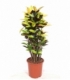 Croton