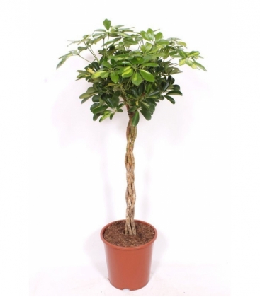 Schefflera