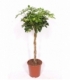 Schefflera