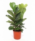 Ficus