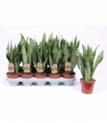 Sansevieria