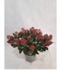 Skimmia