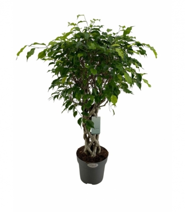 Ficus