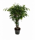 Ficus