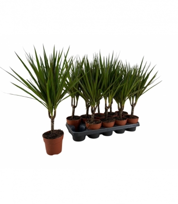 Dracaena
