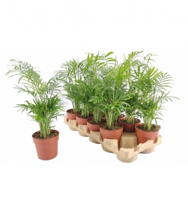 Chamaedorea