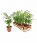 Chamaedorea