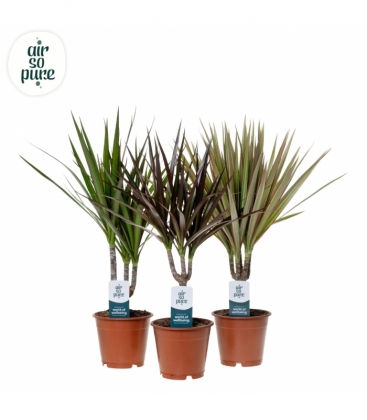 Dracaena
