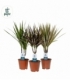 Dracaena