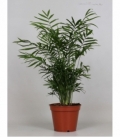 Chamaedorea