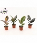 Ficus