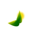 Asplenium