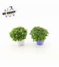 Exacum