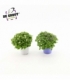 Exacum