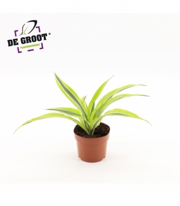 Dracaena