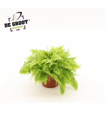 Nephrolepis