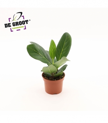 Ficus