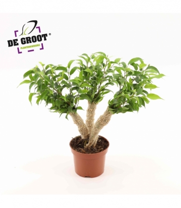 Ficus