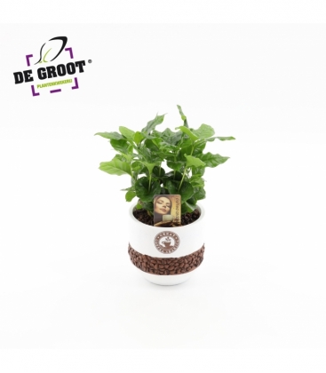 Coffea